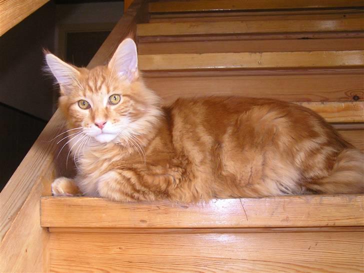 Maine Coon Ditocas Jason billede 8