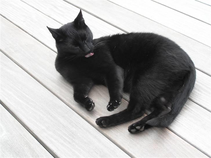 Huskat Buddi - Man er jo nød til at se godt ud herinde ! Ikk ? q: billede 7