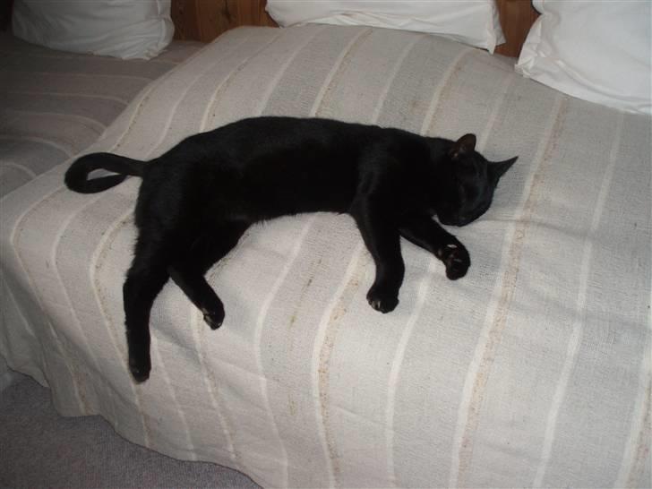 Huskat Buddi - Man skal da tage en slapper en gang imellem.. Nåede godtnok ikk længere en sengekanten q: billede 8