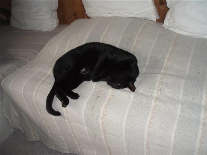 Huskat Buddi - Uhh det er så lækkert q:  billede 9