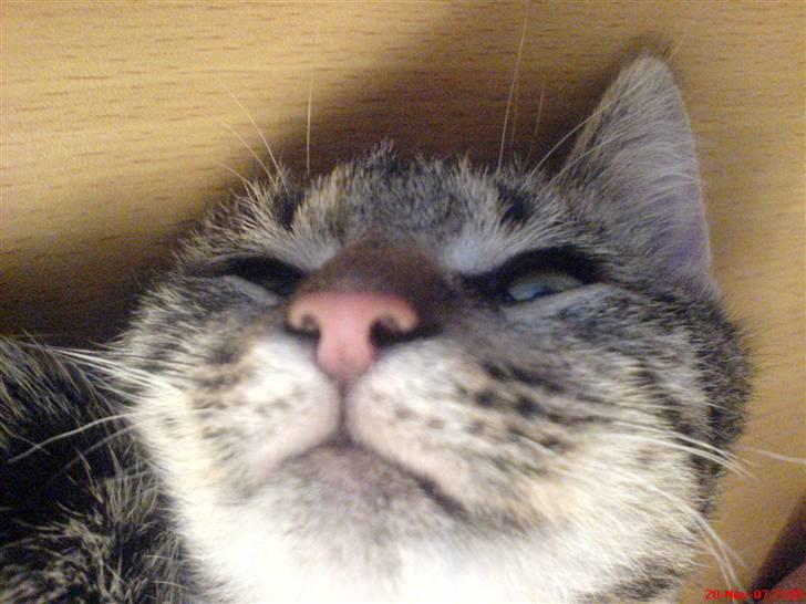 Huskat Spip - Har jeg hår i næsen:-) billede 10