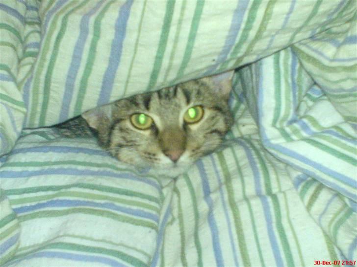 Huskat Spip - Kuk kuk.....her er jeg billede 11