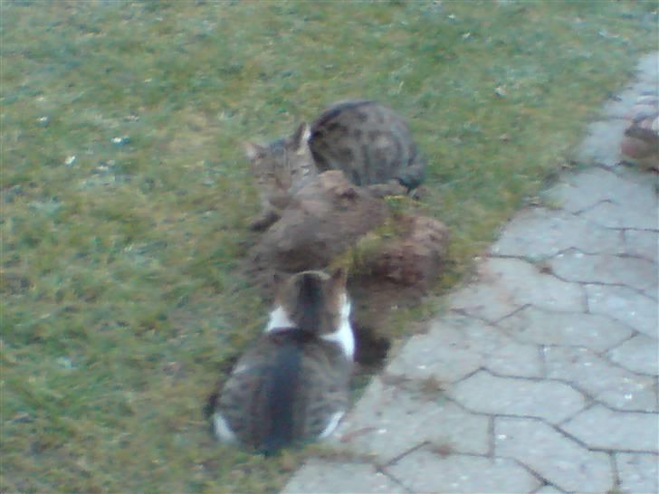 Huskat Spip - Spip og hans lege kammerat billede 12