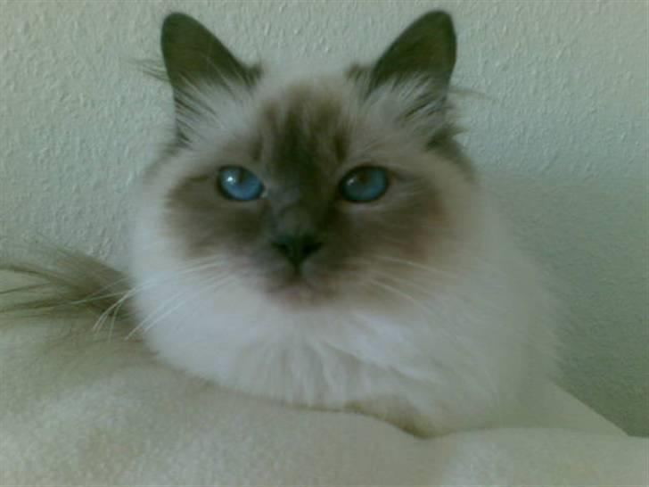 Hellig Birma Dk Odgaards sweet bianna  - 6 mdr gammel billede 1