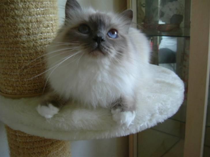 Hellig Birma Dk Odgaards sweet bianna  billede 2