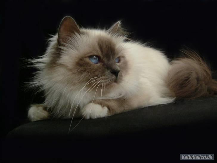 Hellig Birma Dk Odgaards sweet bianna  billede 3