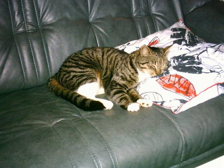 Huskat Mille - Tager mig lige en lur på hovedpuden :-) billede 12