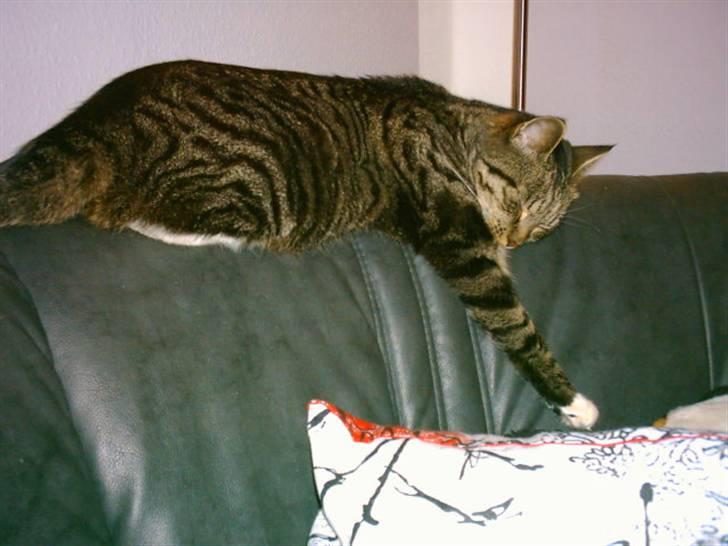 Huskat Mille - Tager mig lige en lur på kanten af sofaen  :-) billede 13