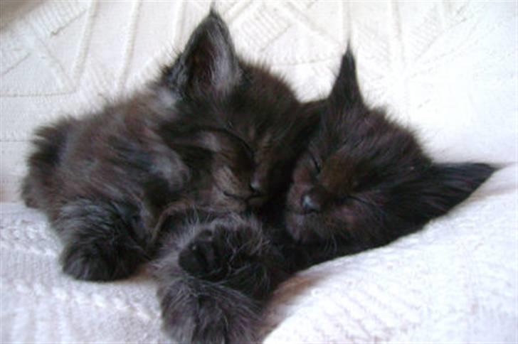 Maine Coon Holy Smoke billede 5