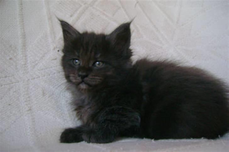 Maine Coon Holy Smoke - Hejsa....her er jeg lige blevet 6 uger billede 6