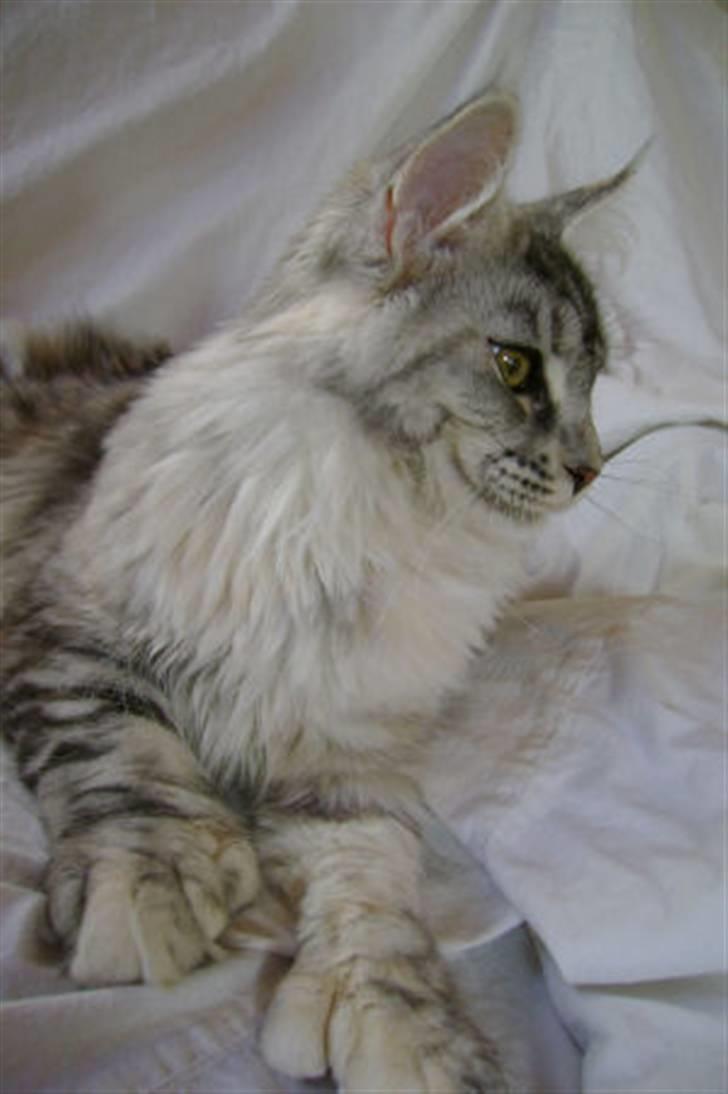 Maine Coon Aquileia P billede 12