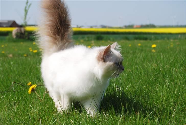 Hellig Birma Amarillia Vom Blüten † - *NYT* IH hvor er det her spændende, sys du ikke mor? ;o) billede 1