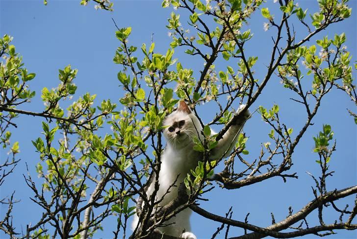 Hellig Birma Amarillia Vom Blüten † - *NYT* Høøøjt at flyve, dyyyybt at falde :P billede 2