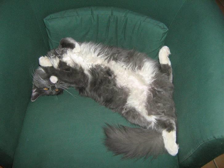 Blanding af racer  NFO/MCO Mega ( Mikkel ) - Hmmmmmmmmm moar,du kunne da godt købe en sofa til mig,så jeg kan strække ud i fuld længde *G* billede 16