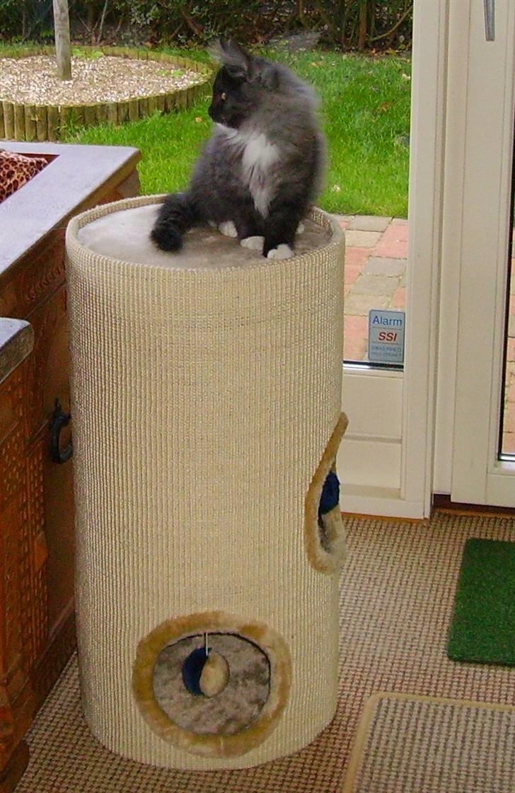 Norsk Skovkat Camissen's Conrad - 3½ måned billede 13