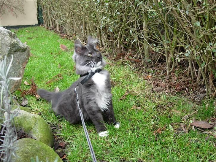 Norsk Skovkat Camissen's Conrad - Det er en meget "stor verden"  udenfor - når man kun er 6 måneder. billede 14