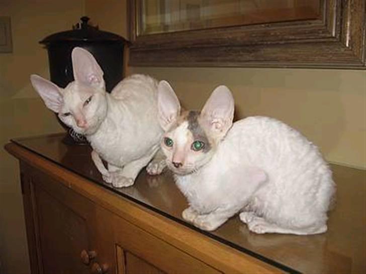 Cornish Rex masarati billede 1