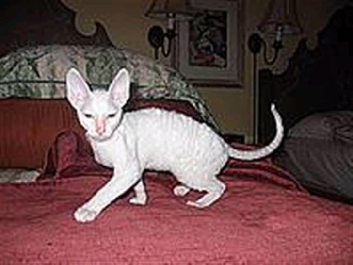 Cornish Rex masarati billede 2