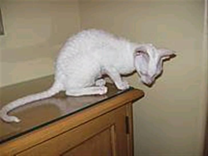 Cornish Rex masarati billede 3