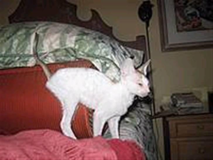 Cornish Rex masarati billede 4