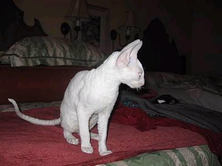 Cornish Rex masarati billede 5