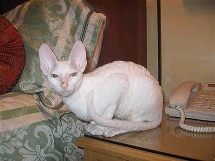Cornish Rex masarati billede 6