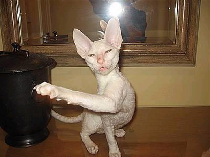 Cornish Rex masarati billede 7