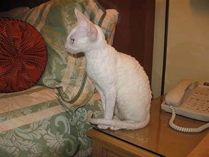 Cornish Rex masarati billede 8