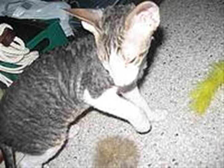 Cornish Rex frinjet billede 1