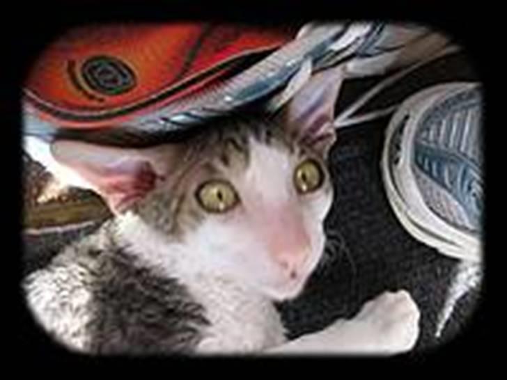 Cornish Rex frinjet billede 2