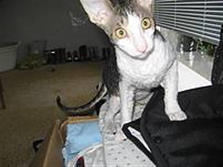 Cornish Rex frinjet billede 3