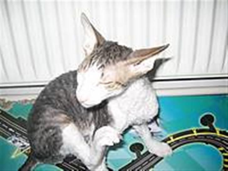 Cornish Rex frinjet billede 4