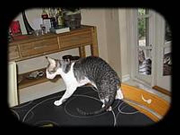 Cornish Rex frinjet billede 5