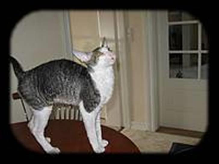 Cornish Rex frinjet billede 6