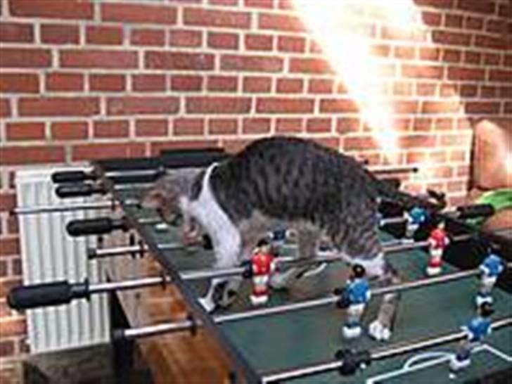 Cornish Rex frinjet billede 7