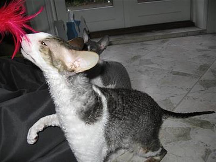 Cornish Rex frinjet billede 8