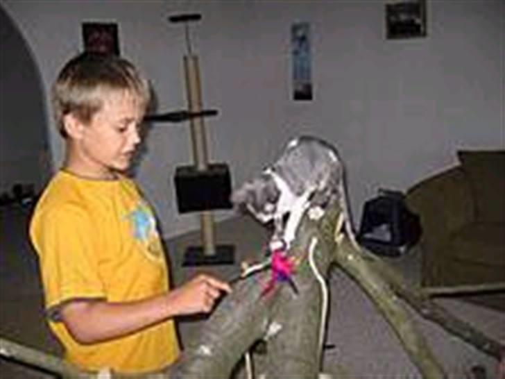 Cornish Rex Fansi Fler billede 1