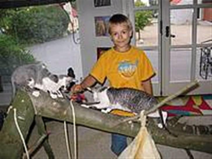 Cornish Rex Fansi Fler billede 2