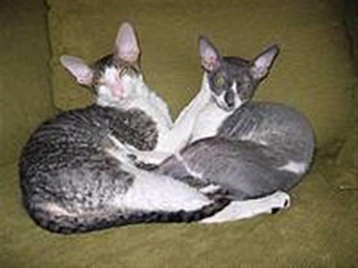 Cornish Rex Fansi Fler billede 3