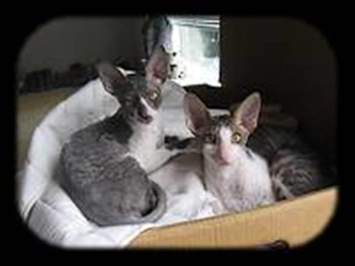 Cornish Rex Fansi Fler billede 4