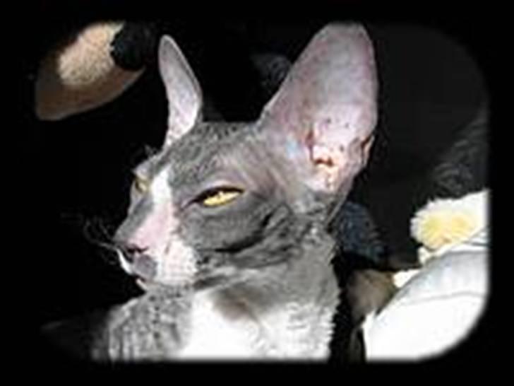 Cornish Rex Fansi Fler billede 5