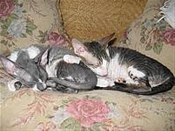 Cornish Rex Fansi Fler billede 6