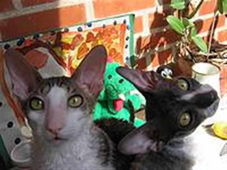 Cornish Rex Fansi Fler billede 7