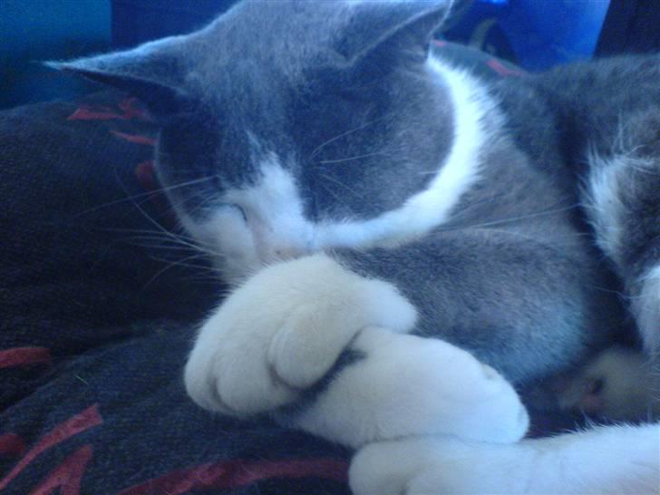 Huskat Krumme (99-09) billede 6