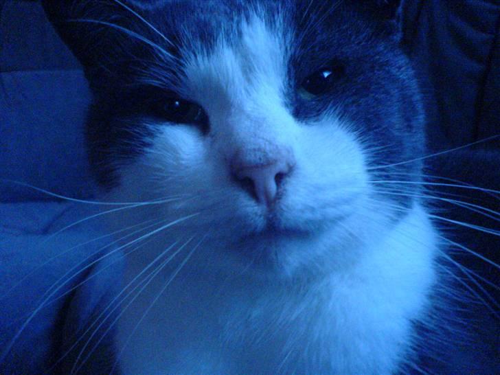 Huskat Krumme (99-09) billede 7