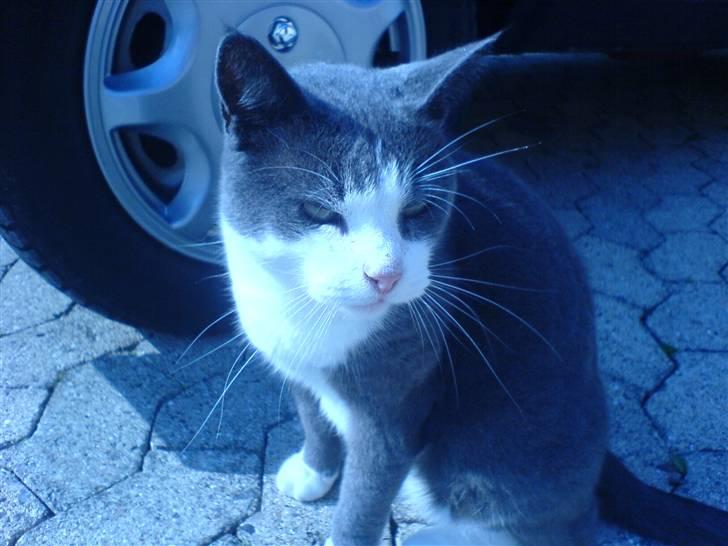 Huskat Krumme (99-09) billede 8