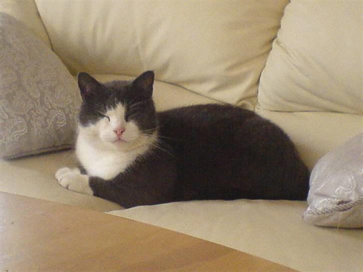 Huskat Krumme (99-09) billede 9