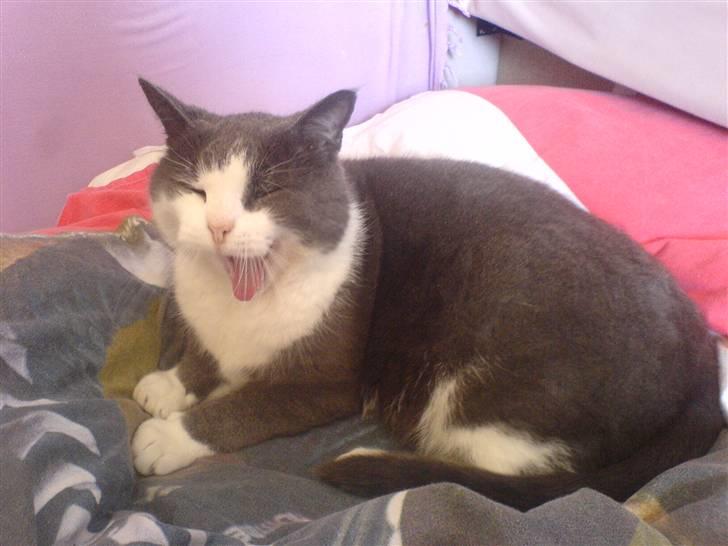 Huskat Krumme (99-09) - Jeg fik lige nået at tage et billede af ham da han gabte :) billede 10