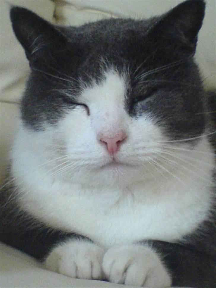 Huskat Krumme (99-09) billede 11