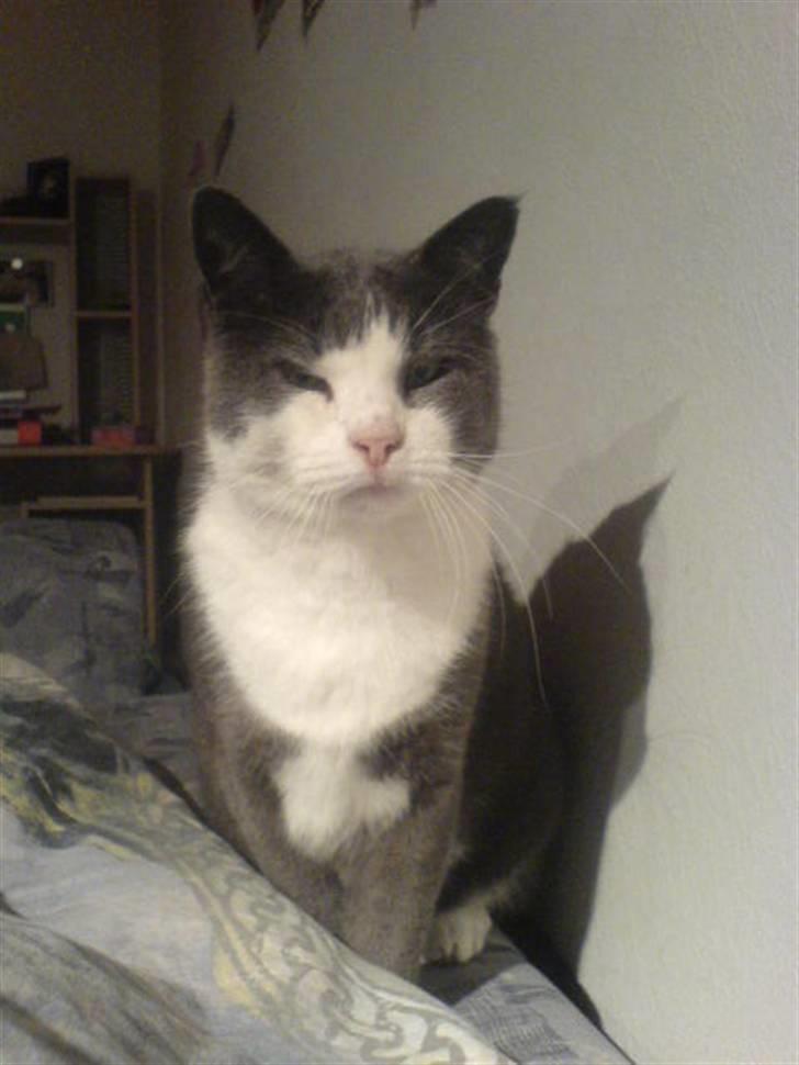 Huskat Krumme (99-09) billede 12